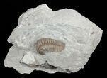 Curled, Flexicalymene Trilobite - Ohio #61007-1